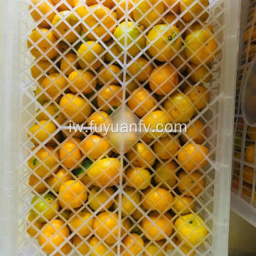 תפוזים מנדרינה בייבי הם ישירות מהמפעל